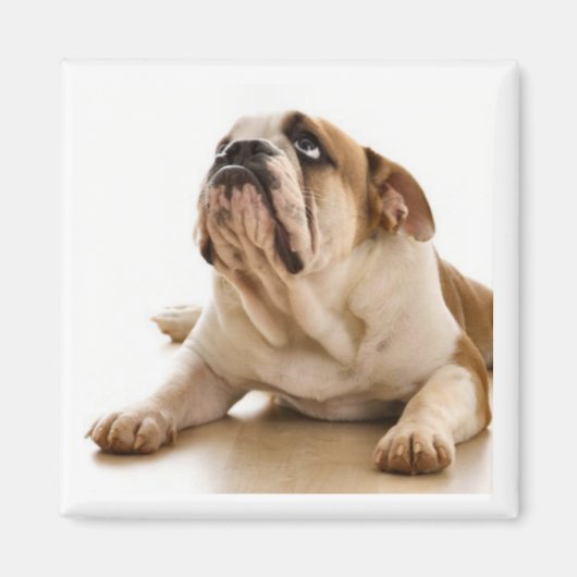 Bull Dog Magnet (Vorne)