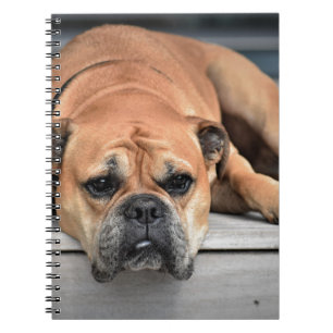 Bull Dog Notizblock