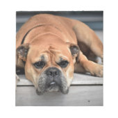 Bull Dog Notizblock (Vorderseite)