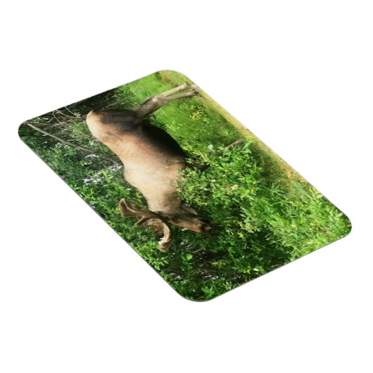 Bull Elch 3" x 4" Flexibles Foto Magnet (Rechte Seite)
