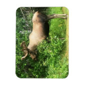 Bull Elch 3" x 4" Flexibles Foto Magnet (Vertikal)