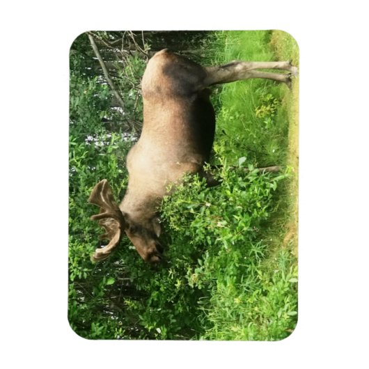 Bull Elch 3" x 4" Flexibles Foto Magnet (Vertikal)
