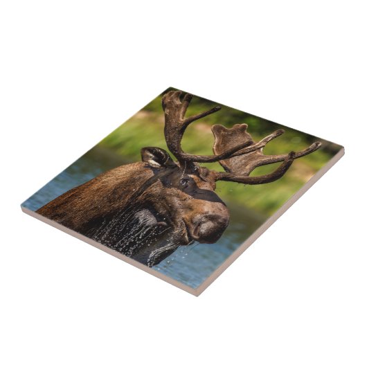 Bull-Elch fütternd im Glacier-Nationalpark Fliese (Seite)