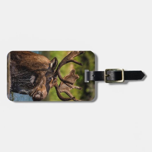 Bull-Elch fütternd im Glacier-Nationalpark Gepäckanhänger (Vorderseite horizontal)