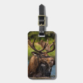 Bull-Elch fütternd im Glacier-Nationalpark Gepäckanhänger (Vorderseite vertikal)