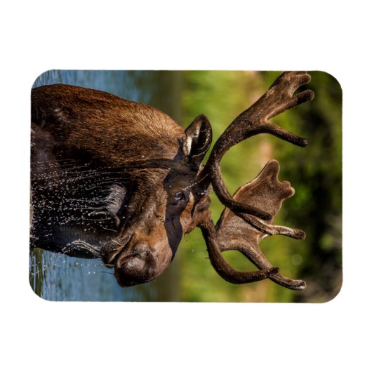 Bull-Elch fütternd im Glacier-Nationalpark Magnet (Horizontal)