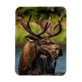 Bull-Elch fütternd im Glacier-Nationalpark Magnet (Vertikal)
