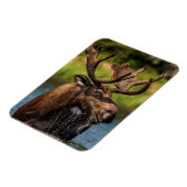 Bull-Elch fütternd im Glacier-Nationalpark Magnet (Linke Seite)