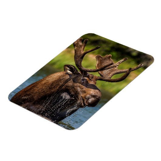 Bull-Elch fütternd im Glacier-Nationalpark Magnet (Linke Seite)