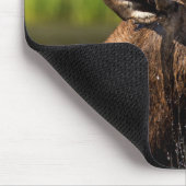 Bull-Elch fütternd im Glacier-Nationalpark Mousepad (Ecke)