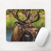 Bull-Elch fütternd im Glacier-Nationalpark Mousepad (Mit Mouse)