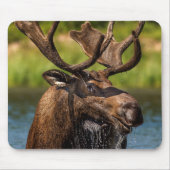 Bull-Elch fütternd im Glacier-Nationalpark Mousepad (Vorne)