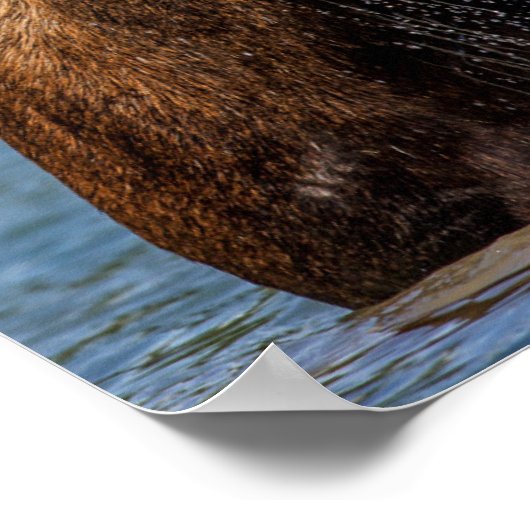 Bull-Elch fütternd im Glacier-Nationalpark Poster (Ecke)