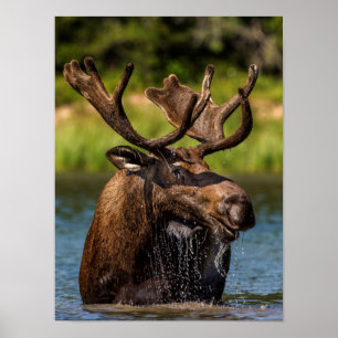 Bull-Elch fütternd im Glacier-Nationalpark Poster