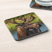 Bull-Elch fütternd im Glacier-Nationalpark Untersetzer (Linke Seite)