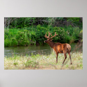 Bull-Elch im National Bison Range, Montana 2 Poster