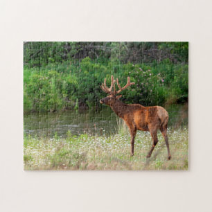 Bull-Elch im National Bison Range, Montana 2 Puzzle