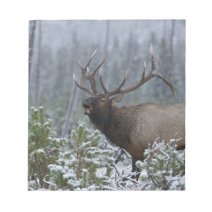 Bull-Elch im Schnee rufend, röhrend, Yellowstone Notizblock