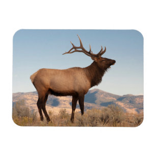 Bull-Elch in der Nähe von Mammoth   Wyoming Magnet