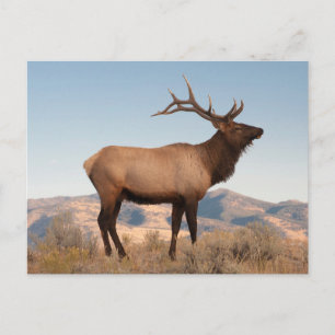Bull-Elch in der Nähe von Mammoth   Wyoming Postkarte