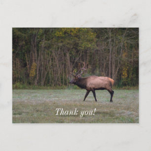 Bull-Elch-Morgenspaziergang Dankeschön-Postkarte Postkarte