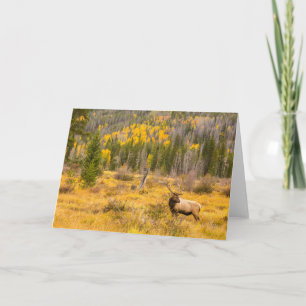 Bull-Elch   Rocky Mountain National Park Colorado Karte