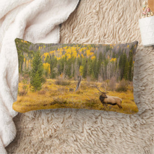 Bull-Elch   Rocky Mountain National Park Colorado Lendenkissen