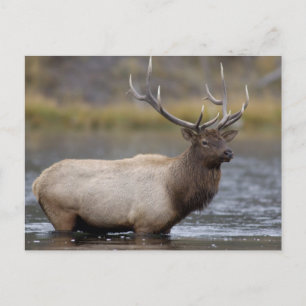 Bull-Elch überquert Fluss   Yellowstone-Nationalpa Postkarte