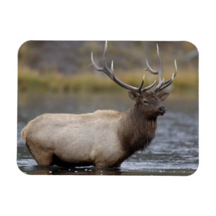 Bull-Elch überquert   Yellowstone-Nationalpark Magnet