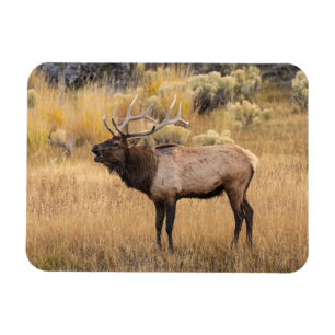 Bull-Elch   Yellowstone-Nationalpark Magnet