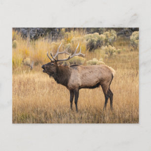 Bull-Elch Yellowstone-Nationalpark Postkarte