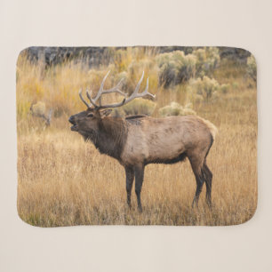 Bull-Elch   Yellowstone-Nationalpark Sherpadecke