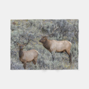 Bull-Elch Yellowstone-Nationalpark, Wyoming Fleecedecke