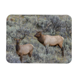 Bull-Elch   Yellowstone-Nationalpark, Wyoming Magnet