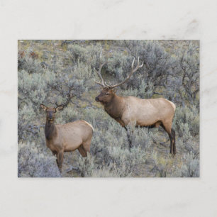 Bull-Elch Yellowstone-Nationalpark, Wyoming Postkarte