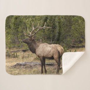 Bull-Elch Yellowstone-Nationalpark, Wyoming Sherpadecke
