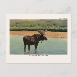 Bull Elche im Yellowstone Nationalpark Postcard Postkarte