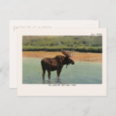 Bull Elche im Yellowstone Nationalpark Postcard Postkarte (Vorne/Hinten)