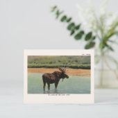 Bull Elche im Yellowstone Nationalpark Postcard Postkarte (Stehend Vorderseite)