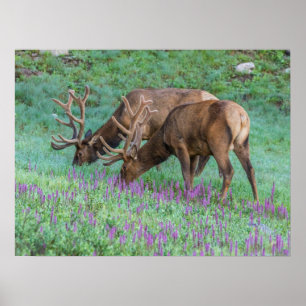 Bull Elche Rocky Mountain National Park, Colorado Poster