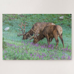 Bull Elche Rocky Mountain National Park, Colorado Puzzle