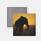 Bull Elefant Magnet (Vorderseite/Rückseite)