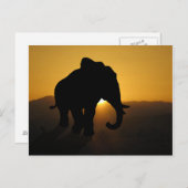 Bull Elefant Postkarte (Vorne/Hinten)
