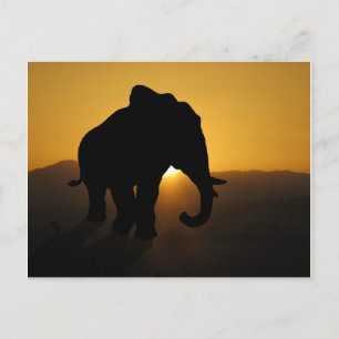 Bull Elefant Postkarte