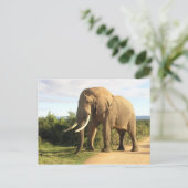 Bull Elephant Postcard Postkarte (Stehend Vorderseite)