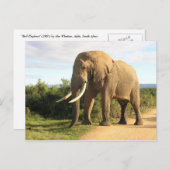 Bull Elephant Postcard Postkarte (Vorne/Hinten)