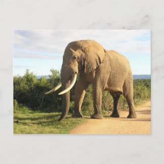 Bull Elephant Postcard Postkarte