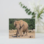 Bull Elephant Postcard Postkarte (Stehend Vorderseite)