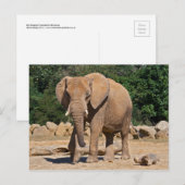 Bull Elephant Postcard Postkarte (Vorne/Hinten)
