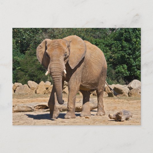 Bull Elephant Postcard Postkarte (Vorderseite)
